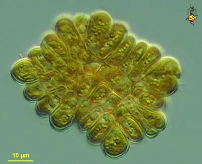 Golden-brown Algae Description
