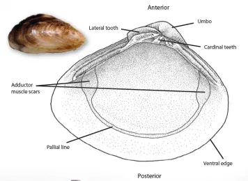Mussel Anatomy