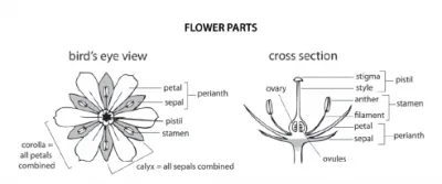 Flower Parts