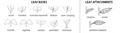 Leaf bases and leaf attachments