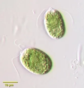 Green Algae Description