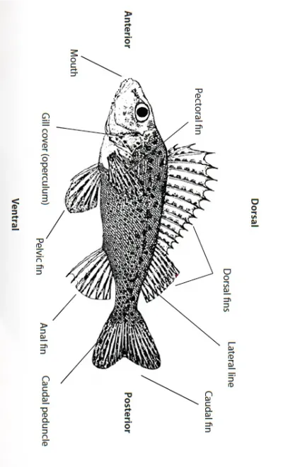 Fish Anatomy