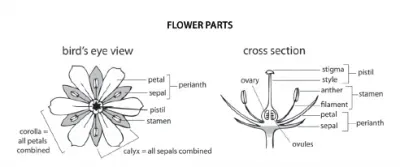 Flower Parts