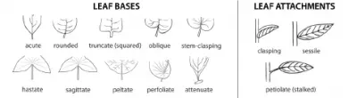 Leaf bases and leaf attachments